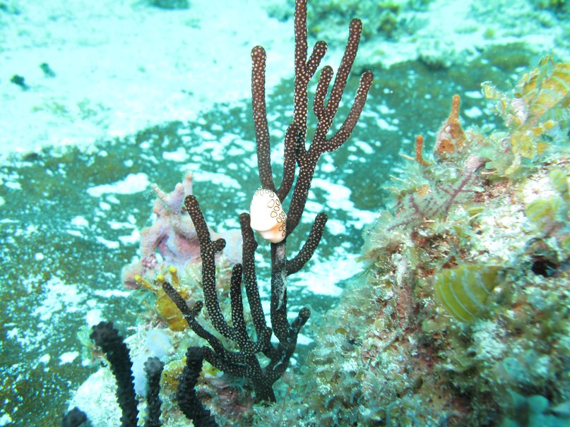 Сергей Могильный | Киев