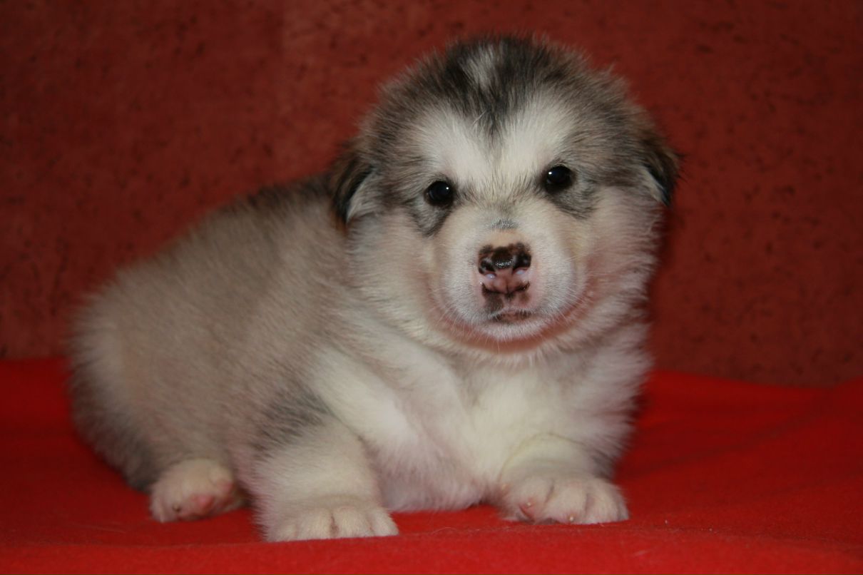 Мария Никитина | Калининград