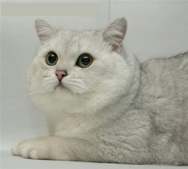 №55, Михаил Салынин, Коряжма №55, Михаил Салынин, Коряжма