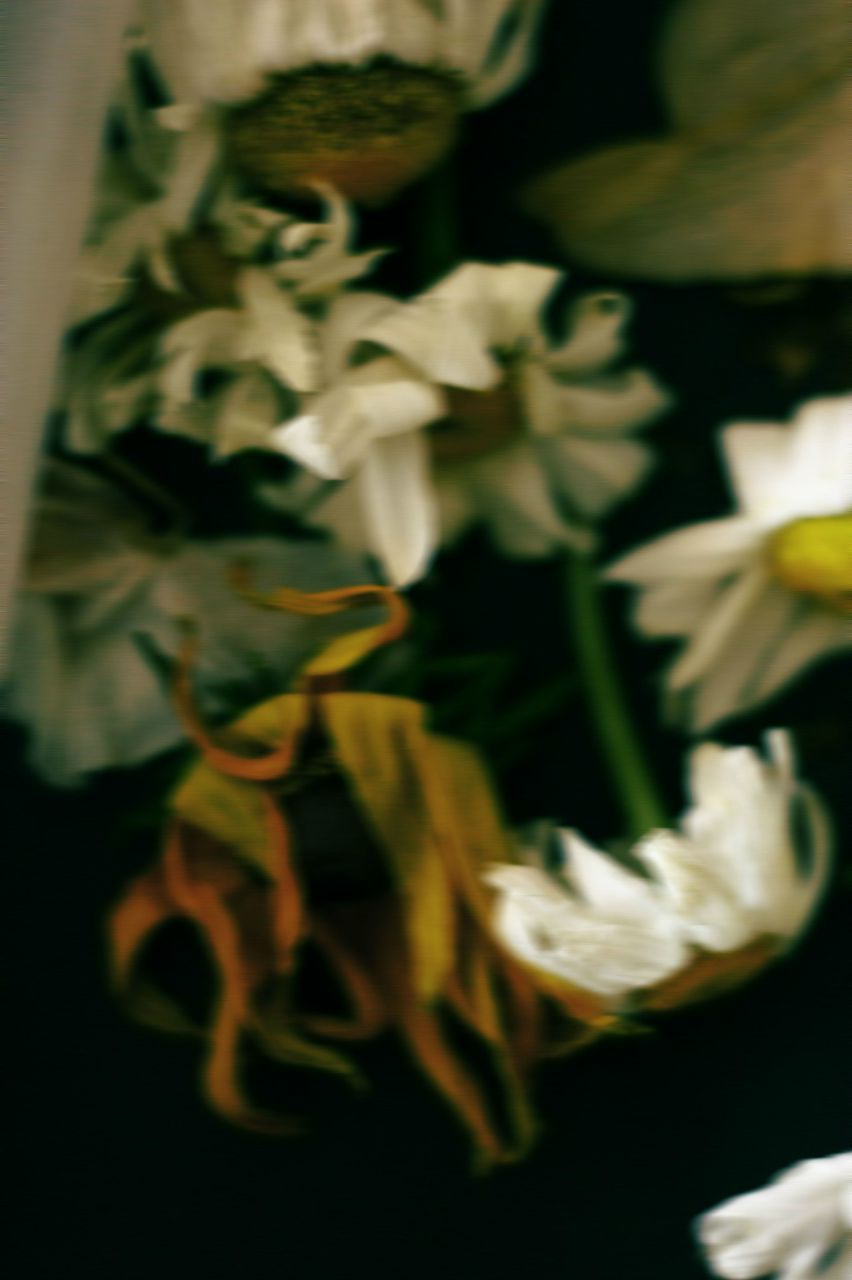 Лусине Аветисян | Москва