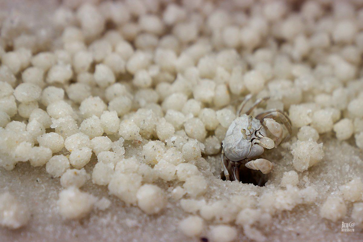 Брушша Монакова | Москва