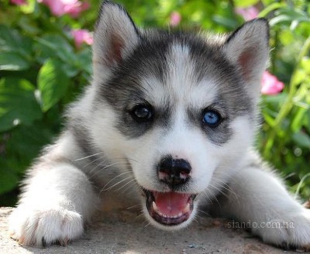 Татьяна Харькова | Ухта