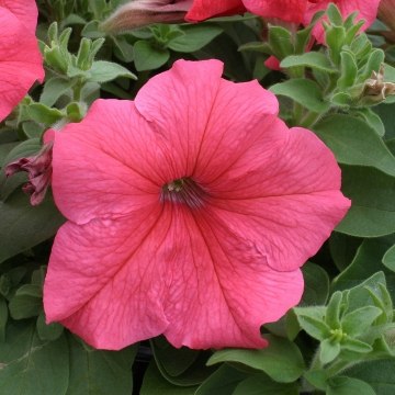 Roma Roma | Los Angeles