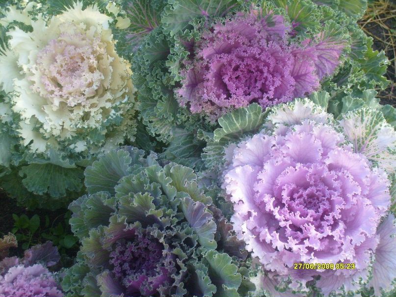 Ольга Булахова | Санкт-Петербург