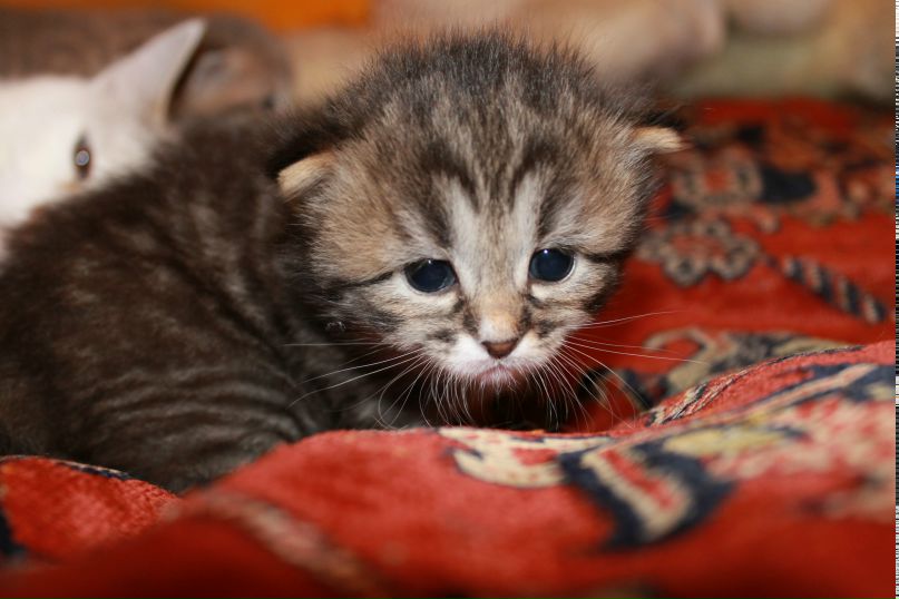 Ярослава Балашова ● | Полтава