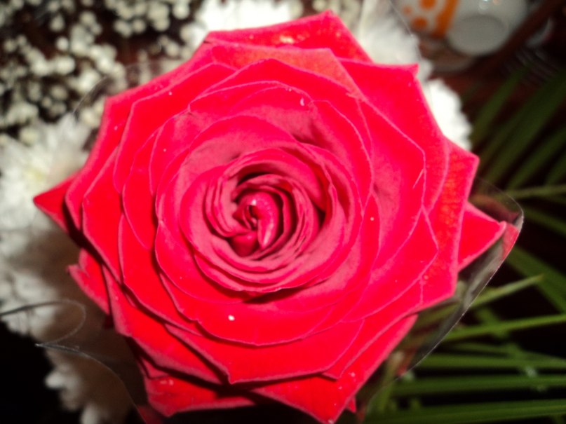 Ольга Осипова | Перевоз