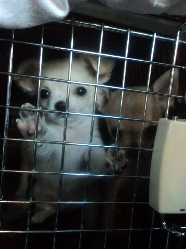 Владимир Сорочинский | 