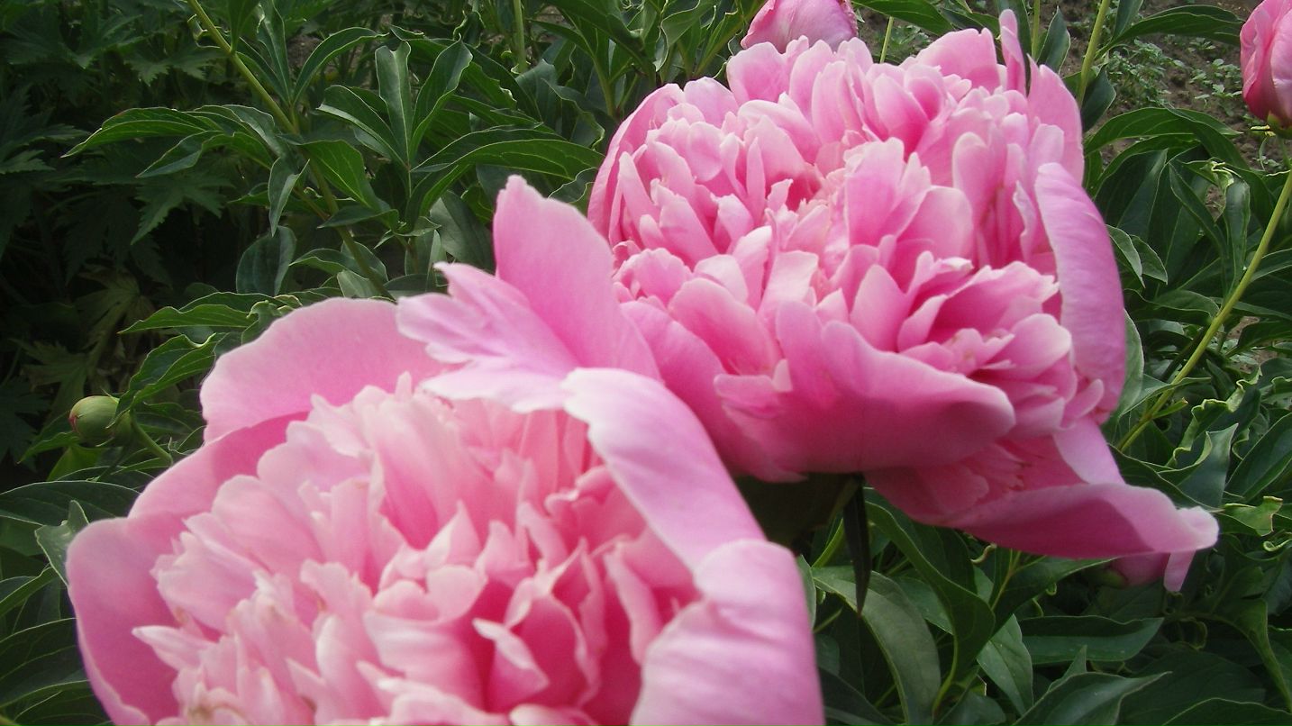 Елена Суворова-Прохорова | Улан-Удэ