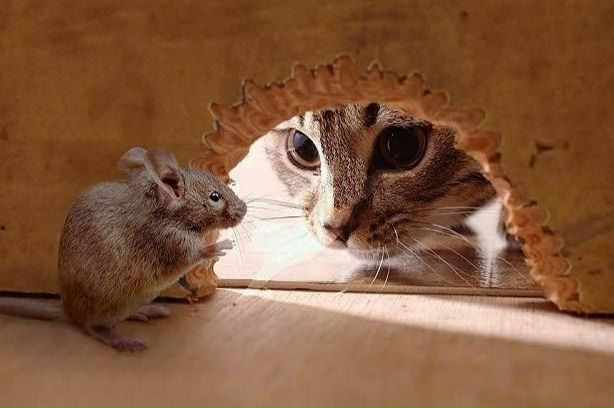 №92, Алиса Светлова №92, Алиса Светлова