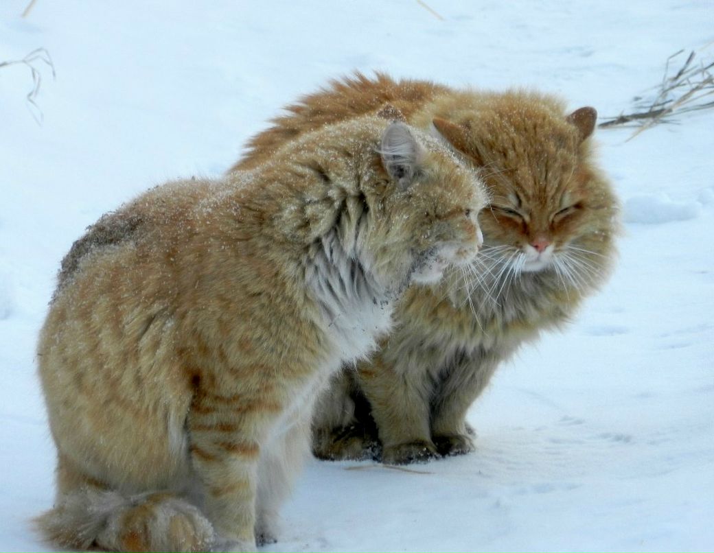 Ася Шторм | Санкт-Петербург