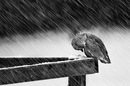 Фотография Ширяевой Лилии