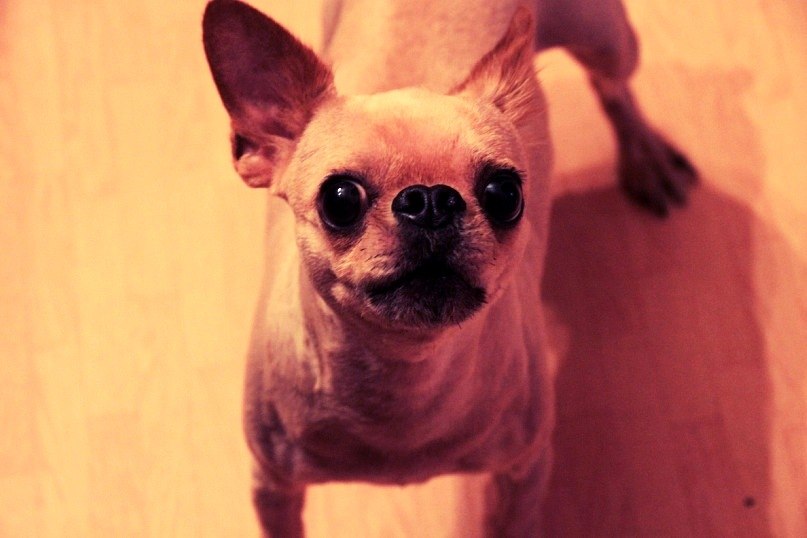 Милош Тарасов | Санкт-Петербург