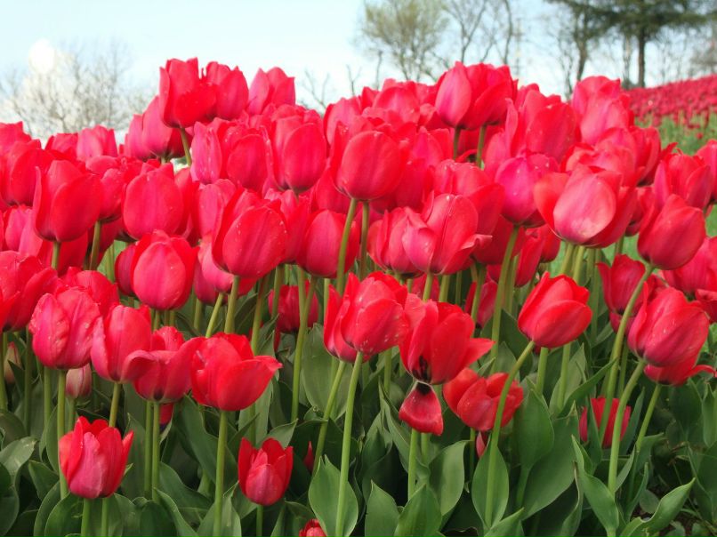 Вероника Королева Караарслан | İstanbul