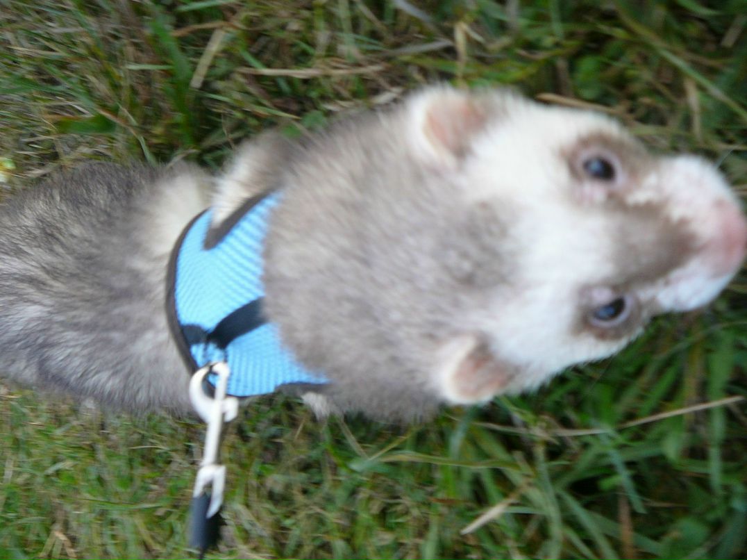 Олеся Абросимова | Санкт-Петербург