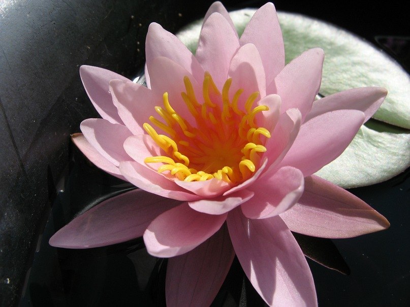 Елена Демидова ~{{{ bukazoid }}}~ | Санкт-Петербург