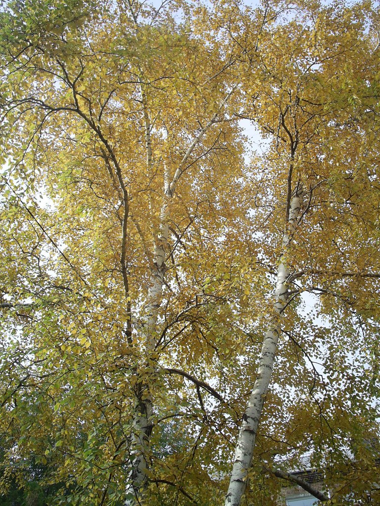 Елена Антипова | Красноярск