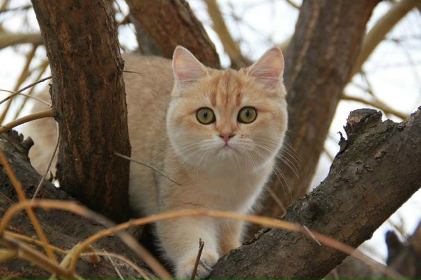 №37, Британские Шиншиллы, Тула №37, Британские Шиншиллы, Тула