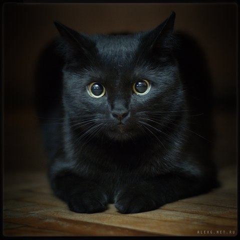 Анна Гамазейщикова | Москва