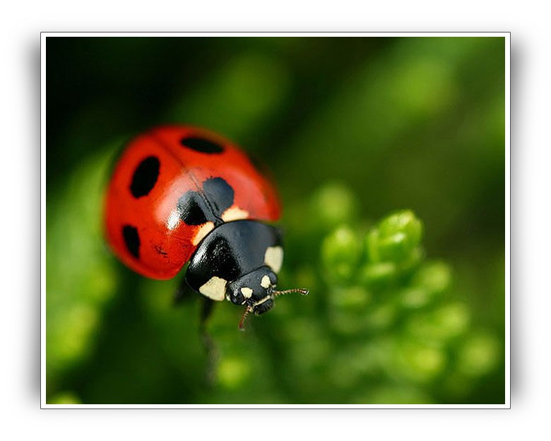 Алёна Каиндина | 