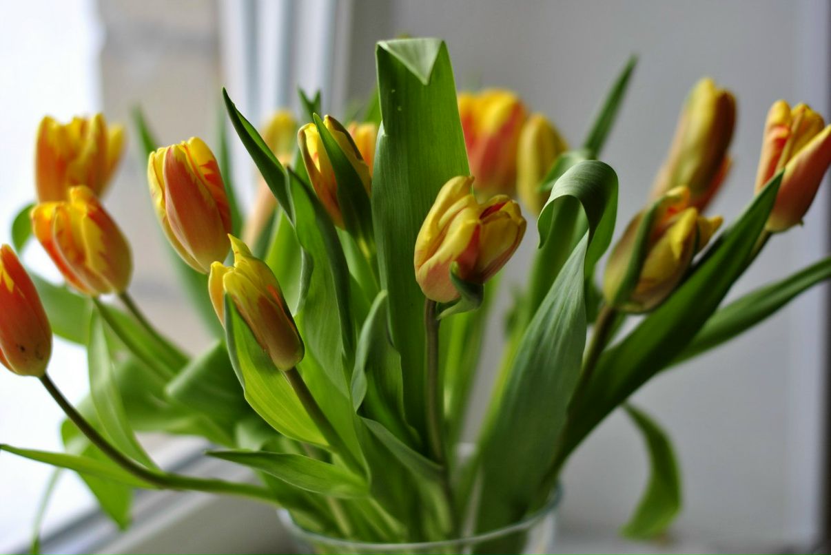 Наталья Ерофеева | Звенигород