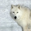 Аватар: Одинокий Волк