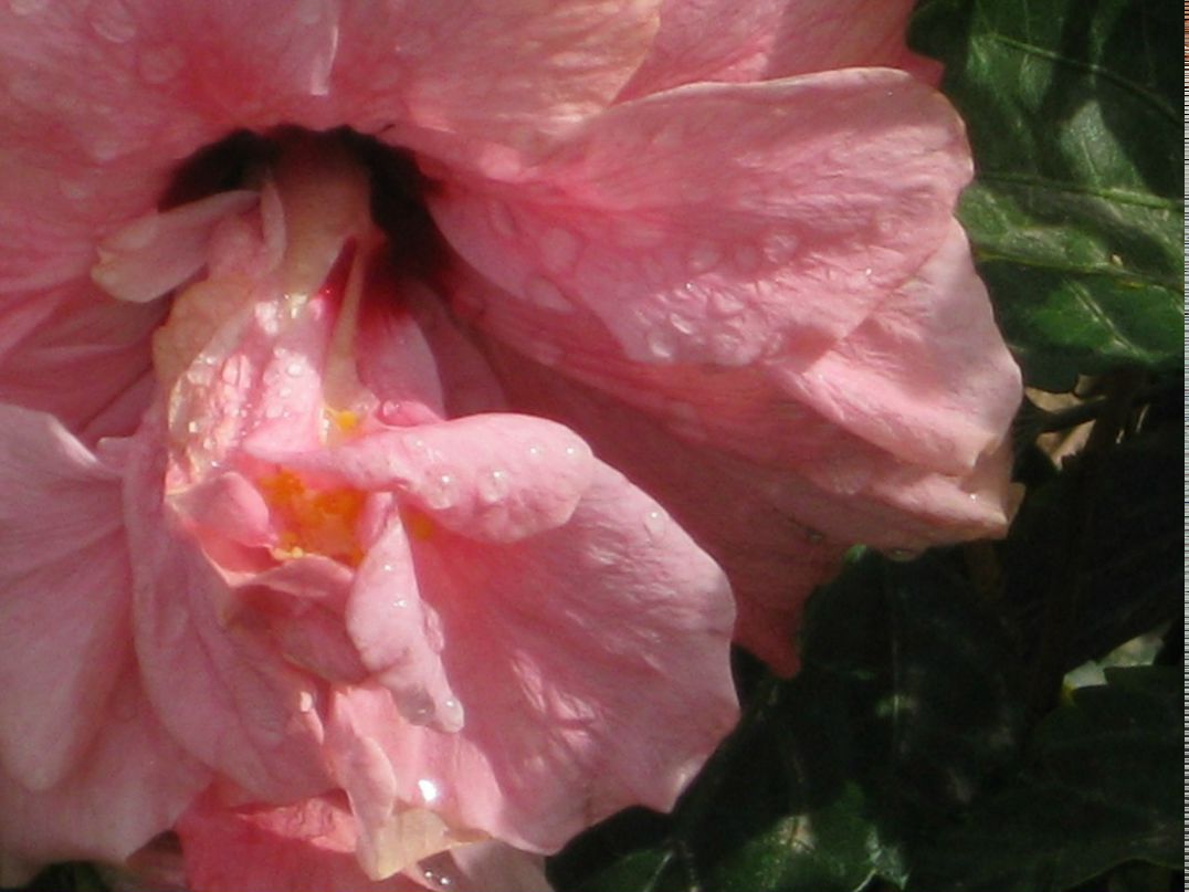 Любовь Буданова | Москва