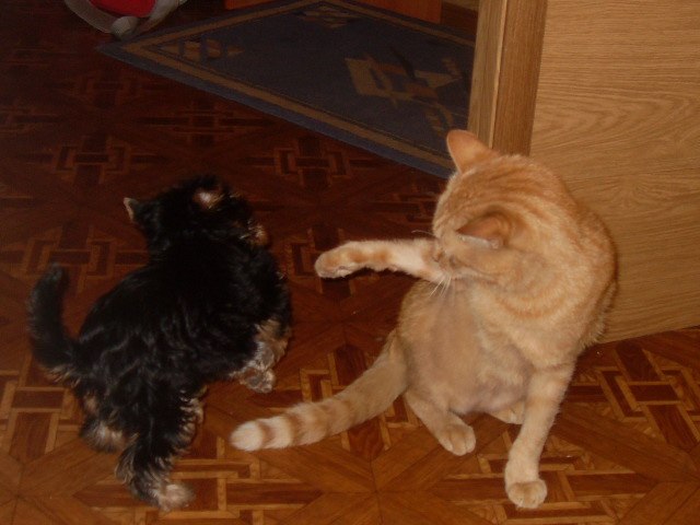 Александра Смирнова(Варюхина) | Санкт-Петербург