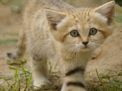 №61, Екатерина Бормотова №61, Екатерина Бормотова