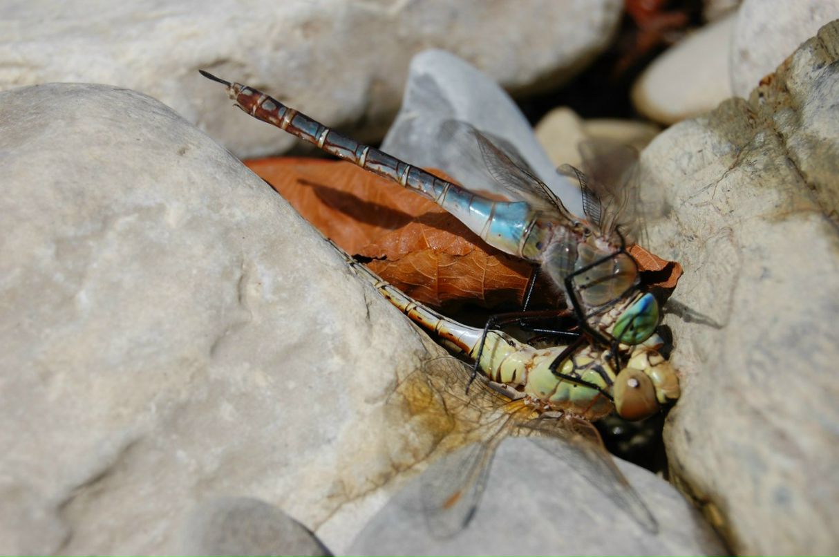 Константин Смирнов Александрович | Санкт-Петербург