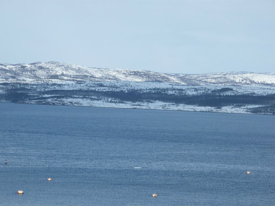 Андрей Сафронов | Луга