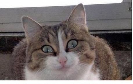 Тиша Дерижопа | Москва