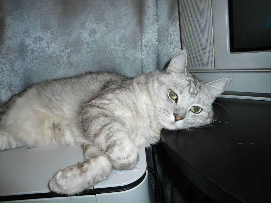 Алёна Лазебна | Киев