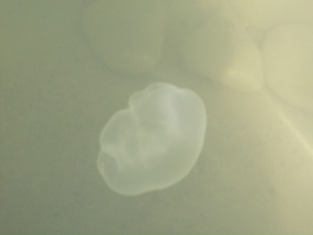 Татьяна Малютина | Тольятти