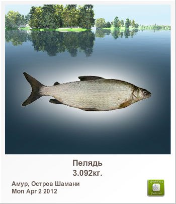 Алексей Сыромятников | Колпино