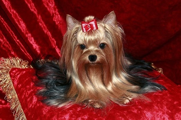 №181, Наталья Олишанская, Санкт-Петербург №181, Наталья Олишанская, Санкт-Петербург