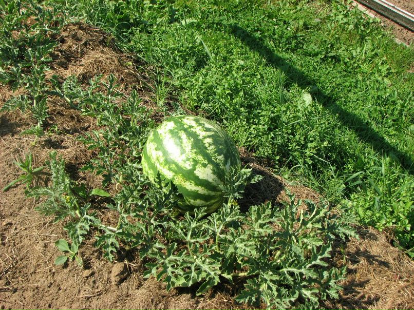 Николай Новиков | Санкт-Петербург