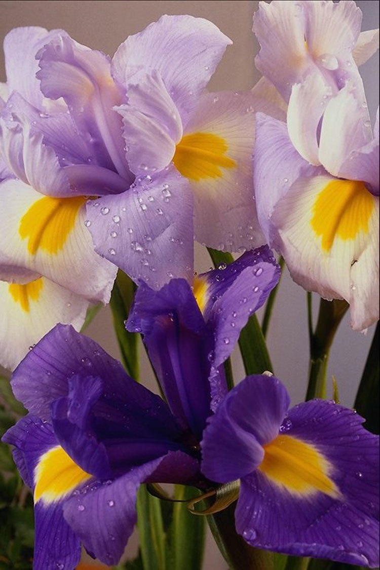 Ларьяна Алексеева | Якутск