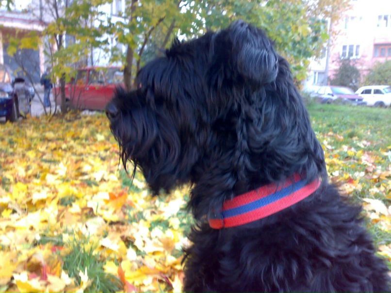 Николай Сипугин | Иваново