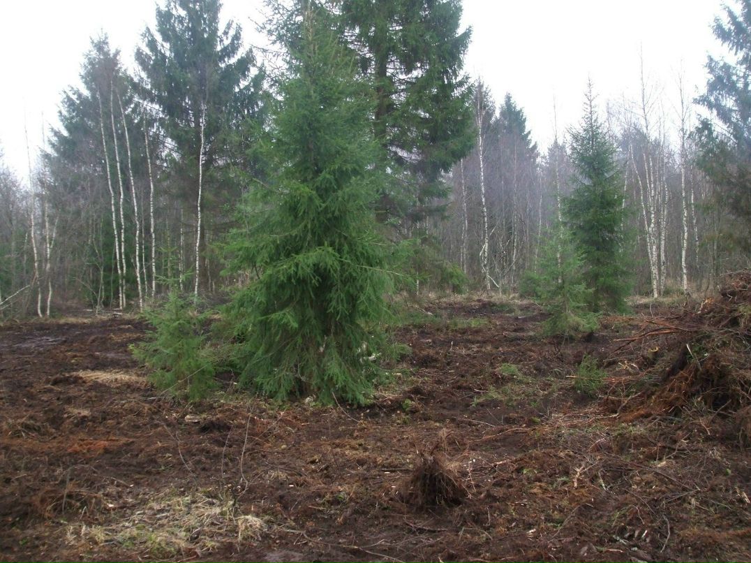 Михаил Андриенко | Санкт-Петербург
