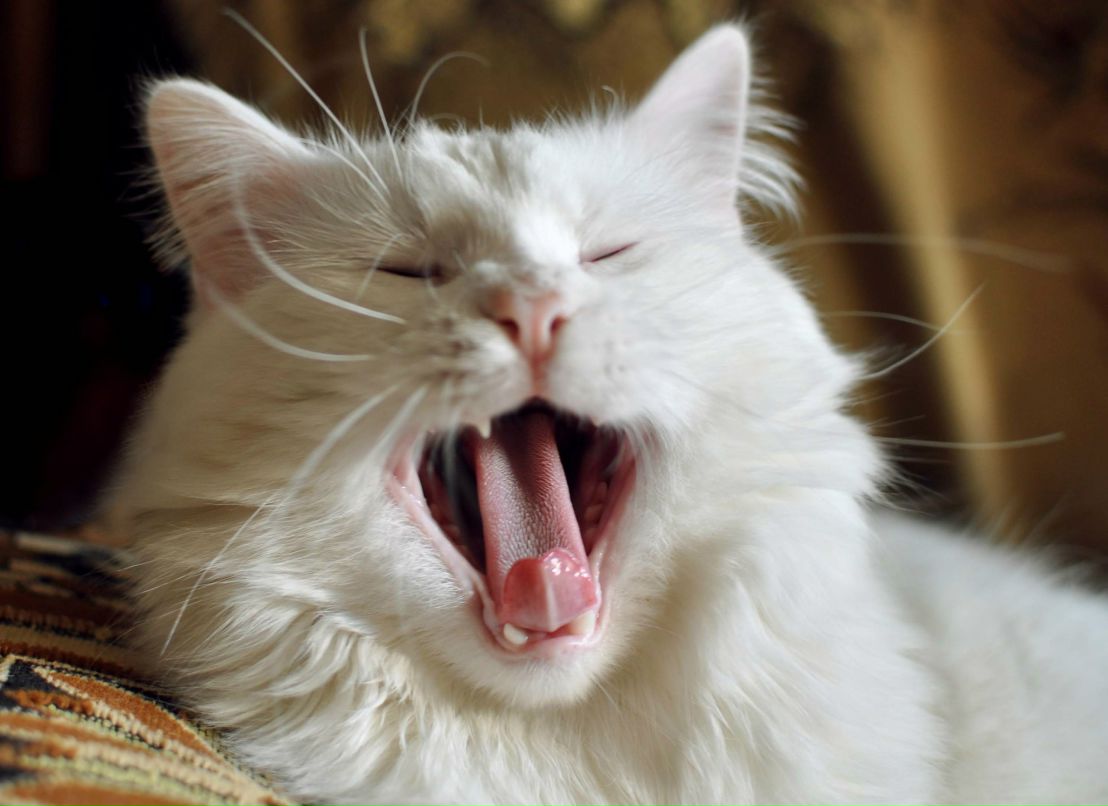 Анна Каренина | Berlin