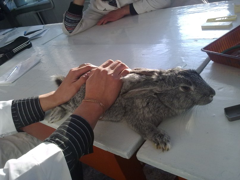 Сергей Москвитин | Улан-Удэ