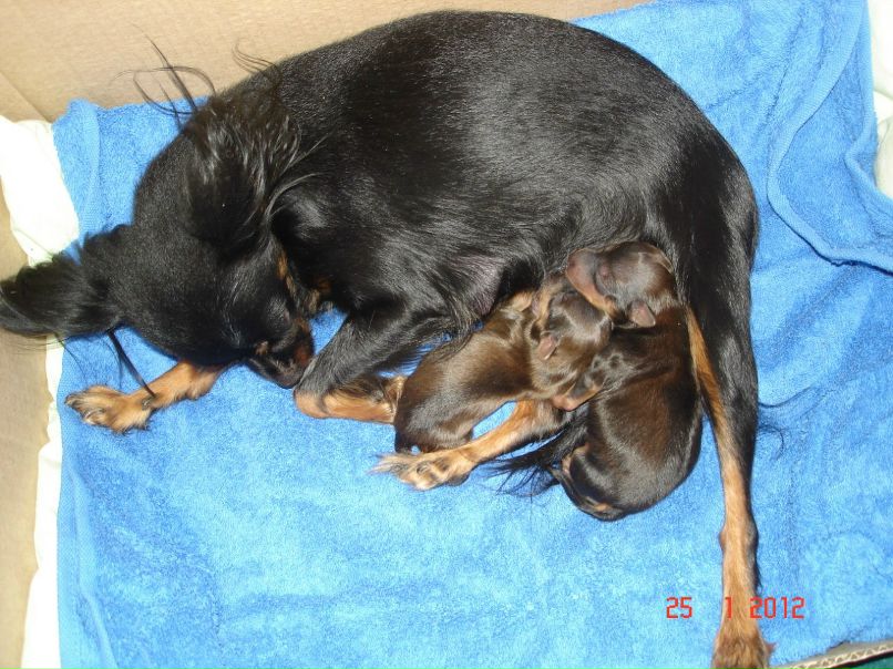 Светлана Самохвалова(Мелехина) | Санкт-Петербург