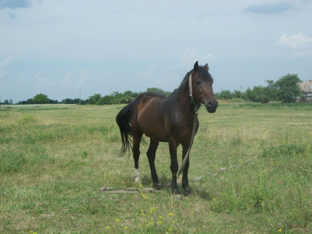 Роман Игнатовский | Каменское / Днепродзержинск