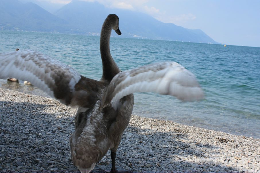 №11, Марина Сурженко №11, Марина Сурженко