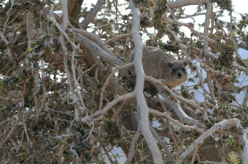 Александр Мау | Тель-Авив