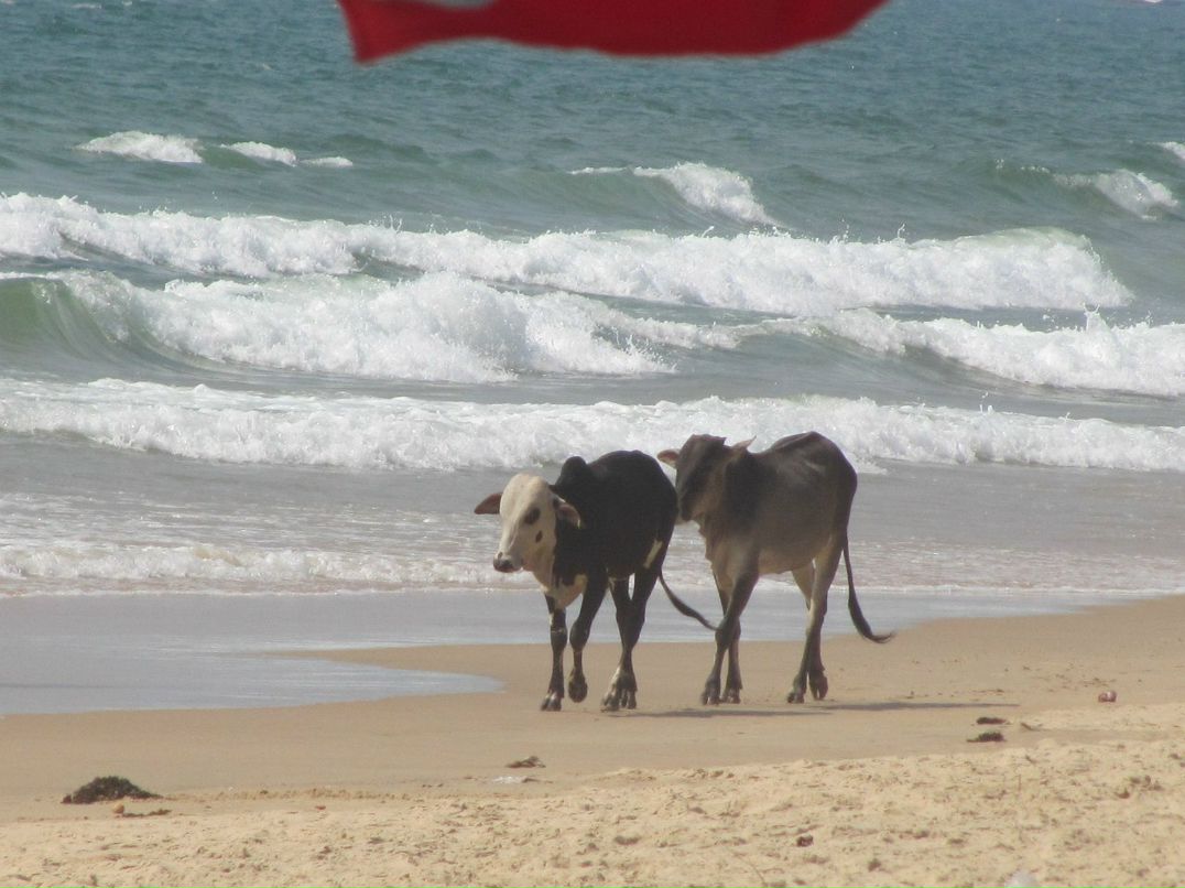 Юлия Кошкарева | San Francisco