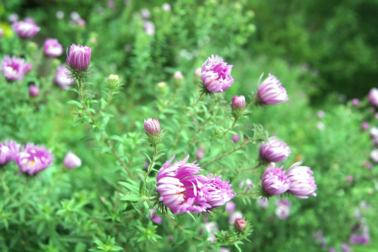 Маргаритка Добровольская | 