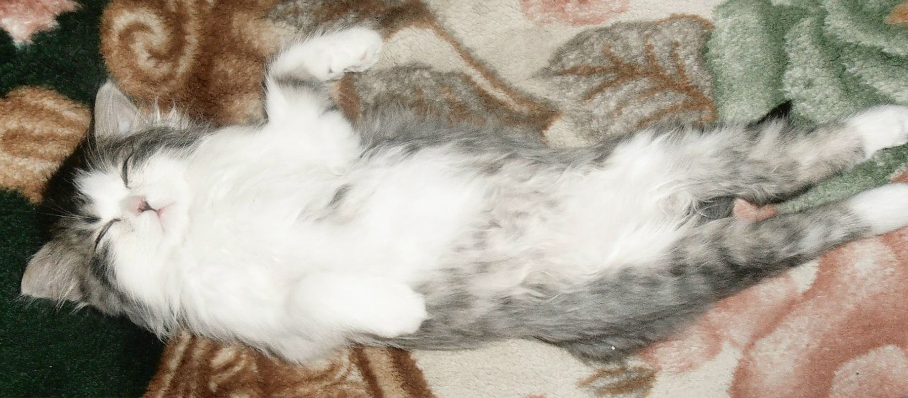 Боддино Самелюк _$just-life-free$_ | Milano