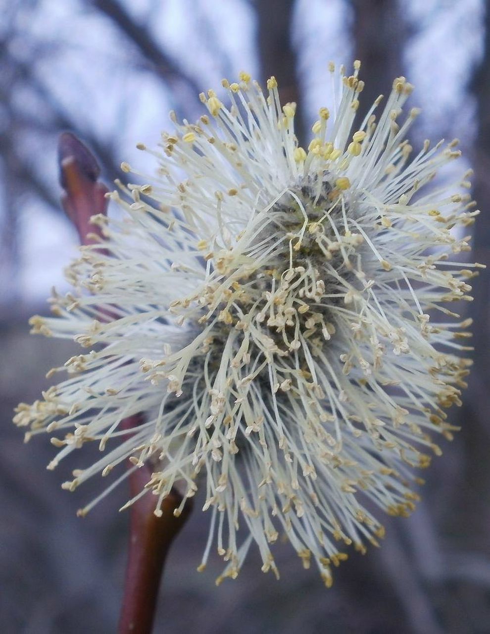 Роман Ровенець Dude | Киев