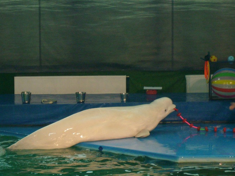 Анюта Скворцова | Санкт-Петербург